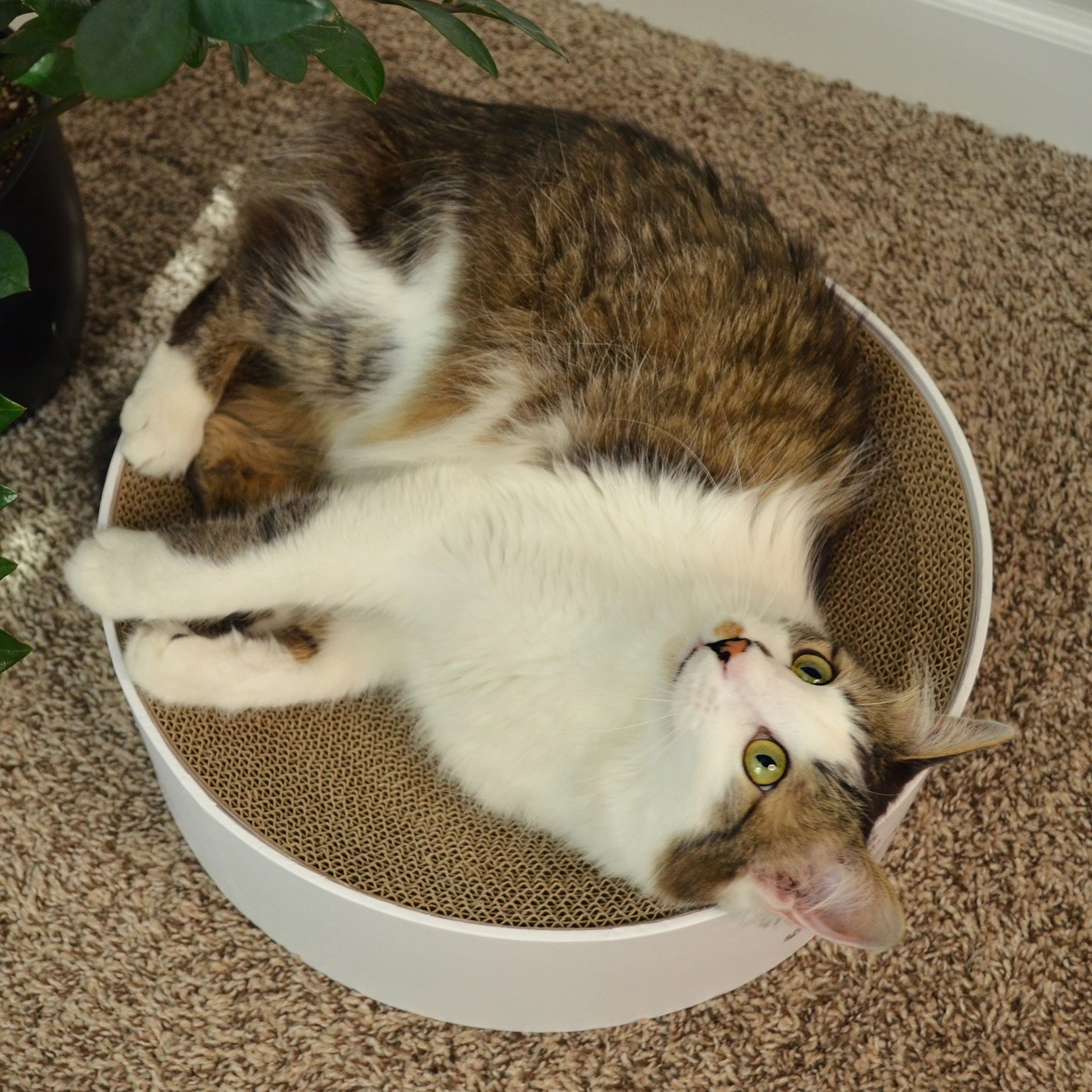 Necoichi – Cozy Cat Scratcher Bowl (Hologram White)